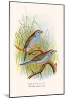 Cordon Bleu or Crimson Eared Waxbill-F.w. Frohawk-Mounted Art Print