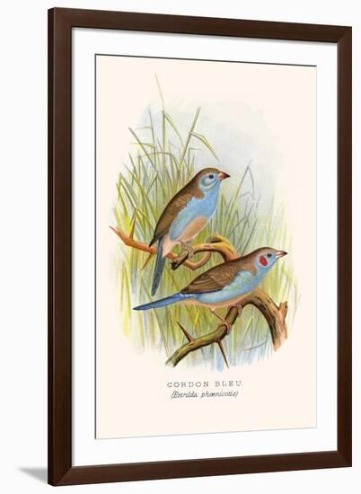 Cordon Bleu or Crimson Eared Waxbill-F.w. Frohawk-Framed Art Print