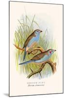 Cordon Bleu or Crimson Eared Waxbill-F.w. Frohawk-Mounted Art Print