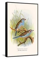 Cordon Bleu or Crimson Eared Waxbill-F.w. Frohawk-Framed Stretched Canvas