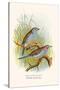 Cordon Bleu or Crimson Eared Waxbill-F.w. Frohawk-Stretched Canvas