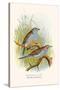 Cordon Bleu or Crimson Eared Waxbill-F.w. Frohawk-Stretched Canvas