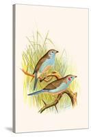 Cordon Bleu or Crimson Eared Waxbill-F.w. Frohawk-Stretched Canvas