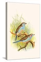 Cordon Bleu or Crimson Eared Waxbill-F.w. Frohawk-Stretched Canvas