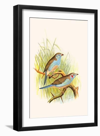 Cordon Bleu or Crimson Eared Waxbill-F.w. Frohawk-Framed Art Print