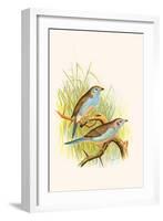 Cordon Bleu or Crimson Eared Waxbill-F.w. Frohawk-Framed Art Print