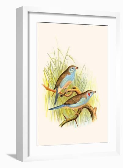 Cordon Bleu or Crimson Eared Waxbill-F.w. Frohawk-Framed Art Print