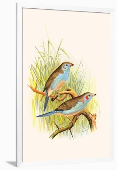 Cordon Bleu or Crimson Eared Waxbill-F.w. Frohawk-Framed Art Print