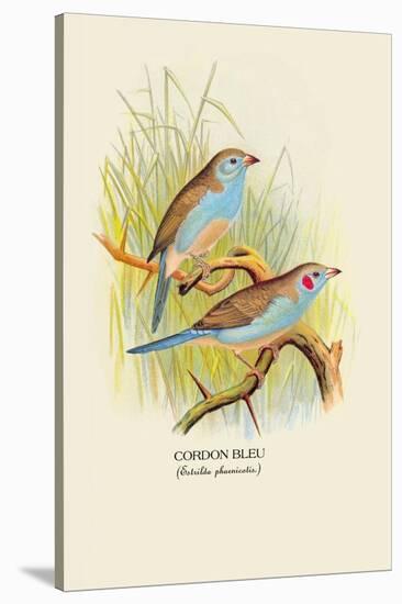 Cordon Bleu-Arthur G. Butler-Stretched Canvas