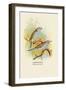 Cordon Bleu-Arthur G. Butler-Framed Art Print