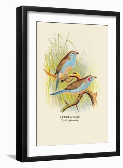 Cordon Bleu-Arthur G. Butler-Framed Art Print