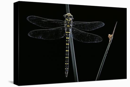 Cordulegaster Boltonii (Golden-Ringed Dragonfly)-Paul Starosta-Stretched Canvas