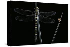 Cordulegaster Boltonii (Golden-Ringed Dragonfly)-Paul Starosta-Stretched Canvas