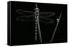 Cordulegaster Boltonii (Golden-Ringed Dragonfly)-Paul Starosta-Framed Stretched Canvas