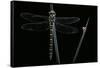 Cordulegaster Boltonii (Golden-Ringed Dragonfly)-Paul Starosta-Framed Stretched Canvas