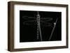 Cordulegaster Boltonii (Golden-Ringed Dragonfly)-Paul Starosta-Framed Photographic Print