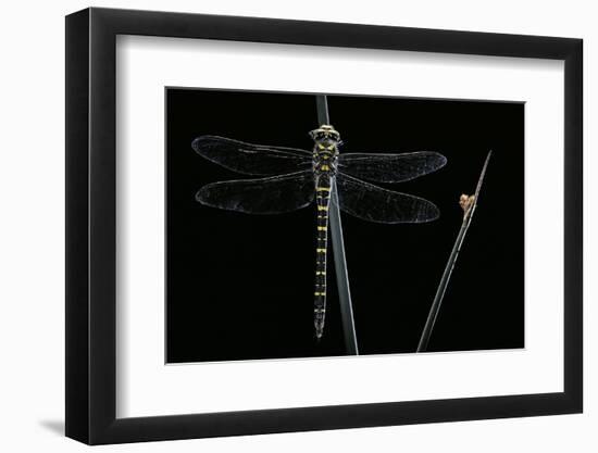 Cordulegaster Boltonii (Golden-Ringed Dragonfly)-Paul Starosta-Framed Photographic Print