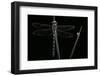 Cordulegaster Boltonii (Golden-Ringed Dragonfly)-Paul Starosta-Framed Photographic Print