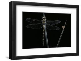 Cordulegaster Boltonii (Golden-Ringed Dragonfly)-Paul Starosta-Framed Photographic Print