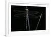 Cordulegaster Boltonii (Golden-Ringed Dragonfly)-Paul Starosta-Framed Photographic Print
