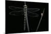 Cordulegaster Boltonii (Golden-Ringed Dragonfly)-Paul Starosta-Mounted Photographic Print