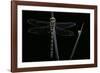 Cordulegaster Boltonii (Golden-Ringed Dragonfly)-Paul Starosta-Framed Photographic Print