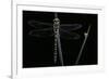 Cordulegaster Boltonii (Golden-Ringed Dragonfly)-Paul Starosta-Framed Photographic Print