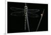 Cordulegaster Boltonii (Golden-Ringed Dragonfly)-Paul Starosta-Framed Photographic Print