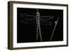 Cordulegaster Boltonii (Golden-Ringed Dragonfly)-Paul Starosta-Framed Photographic Print