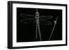 Cordulegaster Boltonii (Golden-Ringed Dragonfly)-Paul Starosta-Framed Photographic Print