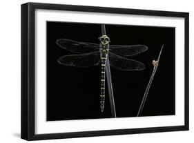 Cordulegaster Boltonii (Golden-Ringed Dragonfly)-Paul Starosta-Framed Photographic Print