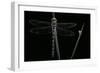 Cordulegaster Boltonii (Golden-Ringed Dragonfly)-Paul Starosta-Framed Photographic Print