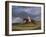 Corduroy', a Bay Racehorse, with a Jockey Up, Galloping on a Racecourse-John Frederick Herring I-Framed Giclee Print