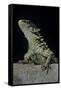 Cordylus Giganteus (Sun-Gazer)-Paul Starosta-Framed Stretched Canvas