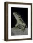 Cordylus Giganteus (Sun-Gazer)-Paul Starosta-Framed Photographic Print