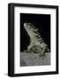 Cordylus Giganteus (Sun-Gazer)-Paul Starosta-Framed Photographic Print