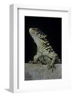 Cordylus Giganteus (Sun-Gazer)-Paul Starosta-Framed Photographic Print