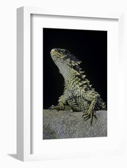 Cordylus Giganteus (Sun-Gazer)-Paul Starosta-Framed Photographic Print