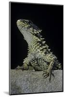 Cordylus Giganteus (Sun-Gazer)-Paul Starosta-Mounted Photographic Print