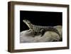 Cordylus Giganteus (Sun-Gazer)-Paul Starosta-Framed Photographic Print