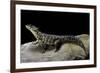 Cordylus Giganteus (Sun-Gazer)-Paul Starosta-Framed Photographic Print