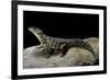 Cordylus Giganteus (Sun-Gazer)-Paul Starosta-Framed Photographic Print