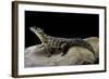 Cordylus Giganteus (Sun-Gazer)-Paul Starosta-Framed Photographic Print