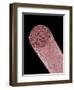 Core of Mechanical Pencil-Micro Discovery-Framed Photographic Print