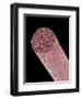 Core of Mechanical Pencil-Micro Discovery-Framed Photographic Print