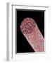 Core of Mechanical Pencil-Micro Discovery-Framed Photographic Print