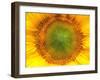 Core of of the Flower, Texture. Sunflower Close-Up. Seeds and Oil. Flat Lay, Top View. Macro-Ian 2010-Framed Photographic Print