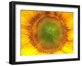Core of of the Flower, Texture. Sunflower Close-Up. Seeds and Oil. Flat Lay, Top View. Macro-Ian 2010-Framed Photographic Print