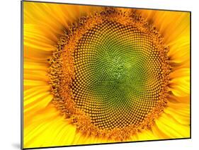 Core of of the Flower, Texture. Sunflower Close-Up. Seeds and Oil. Flat Lay, Top View. Macro-Ian 2010-Mounted Photographic Print