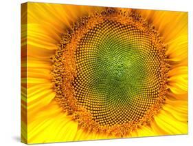 Core of of the Flower, Texture. Sunflower Close-Up. Seeds and Oil. Flat Lay, Top View. Macro-Ian 2010-Stretched Canvas